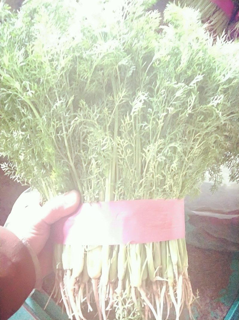 精品茴香苗大量上市高端品质货量大价格优