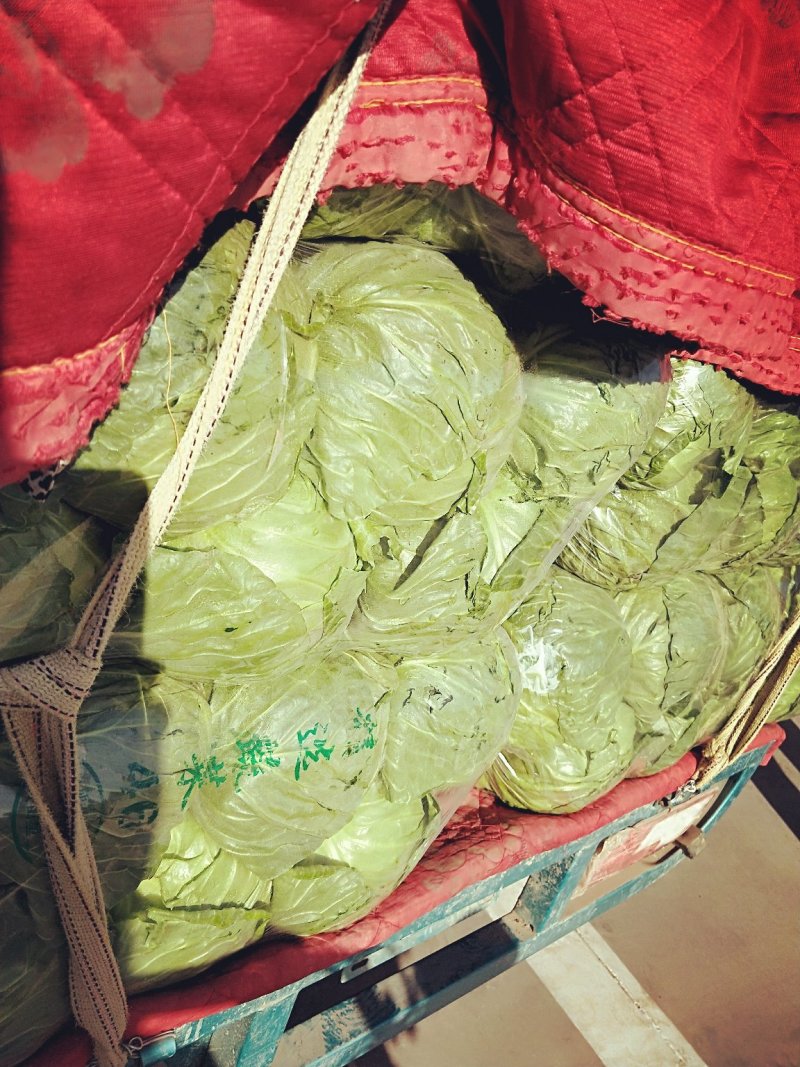 绿甘蓝精品1.5一2斤精品货源