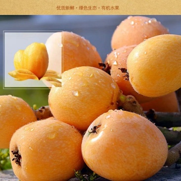 屏山五星大枇杷