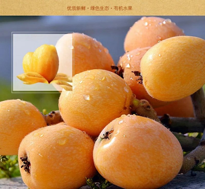 屏山五星大枇杷
