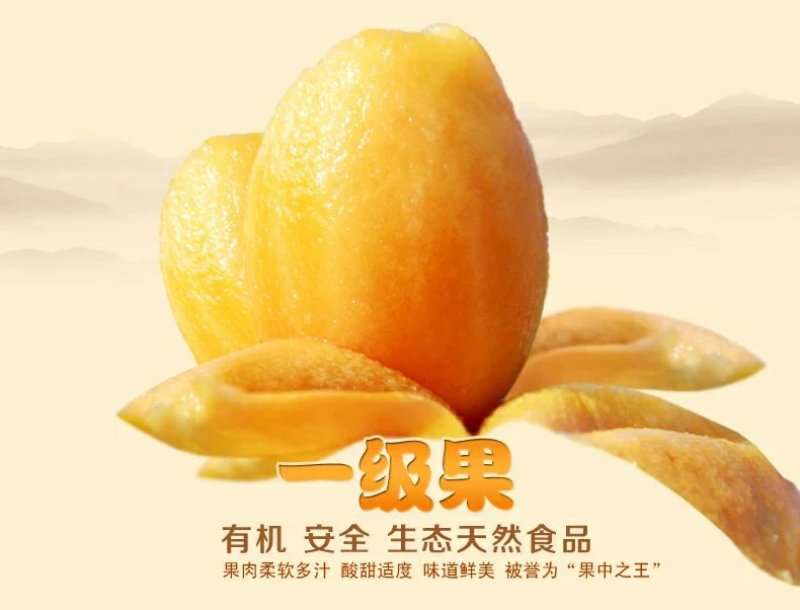 屏山五星大枇杷