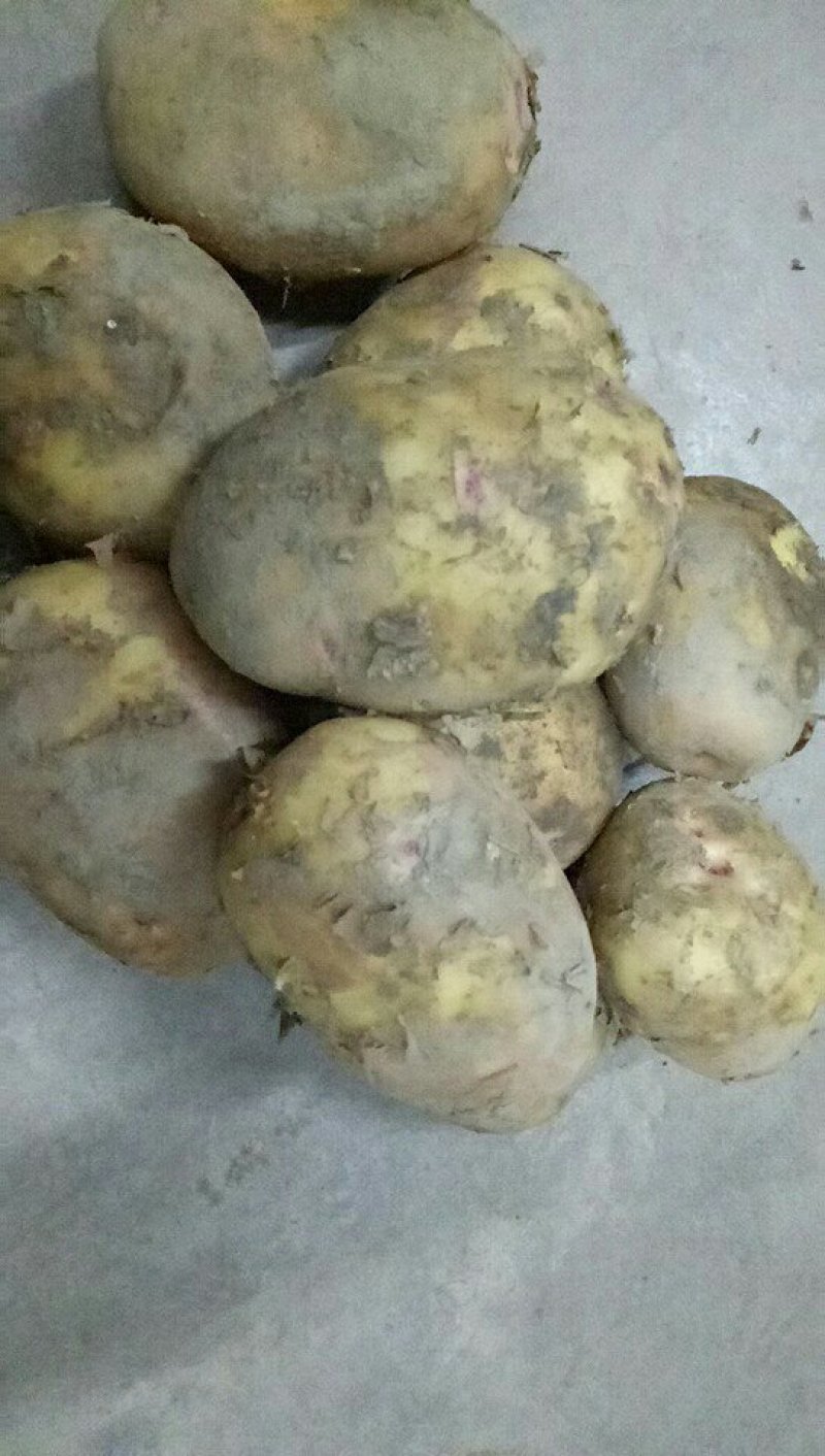 土豆