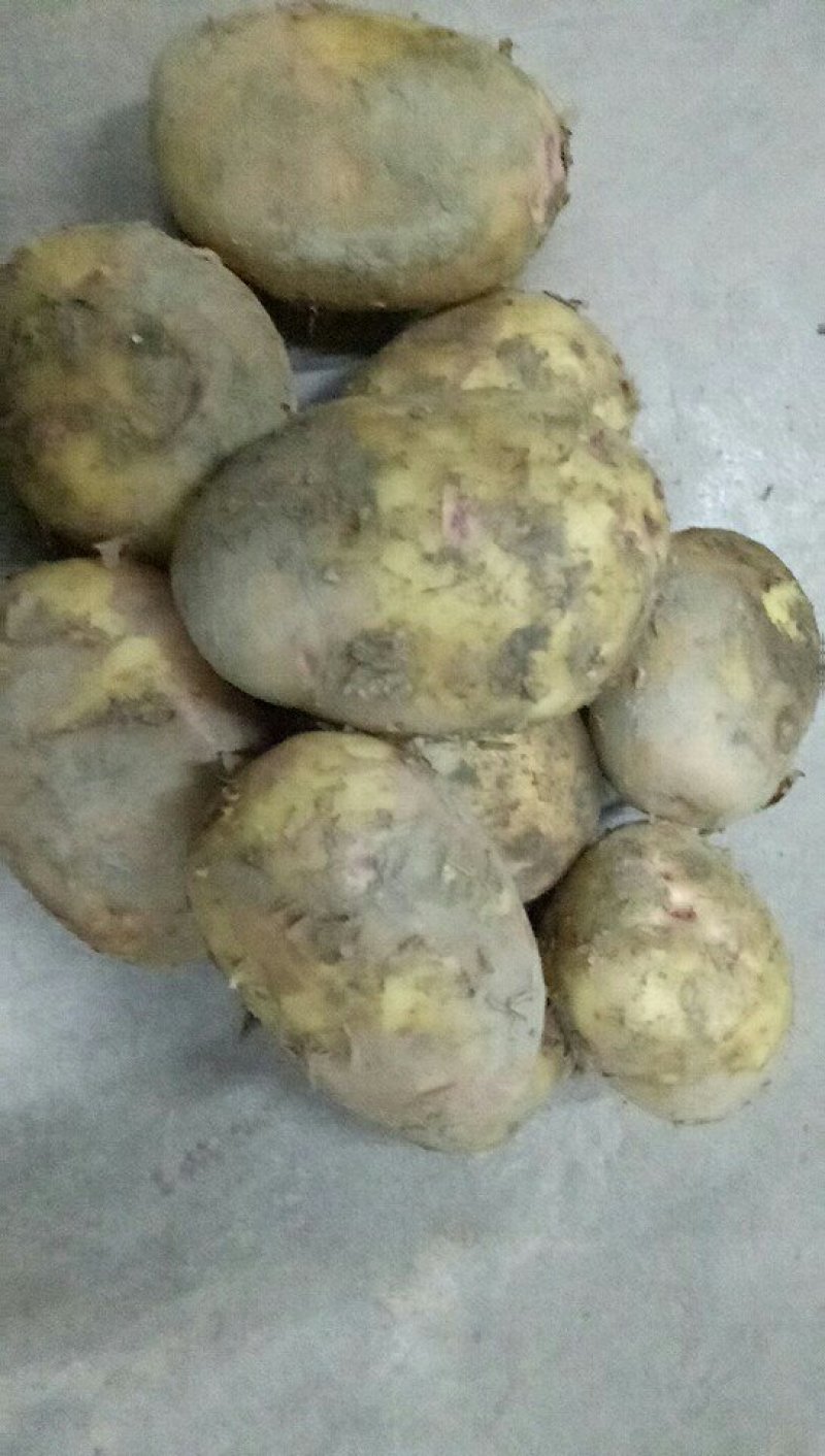 土豆