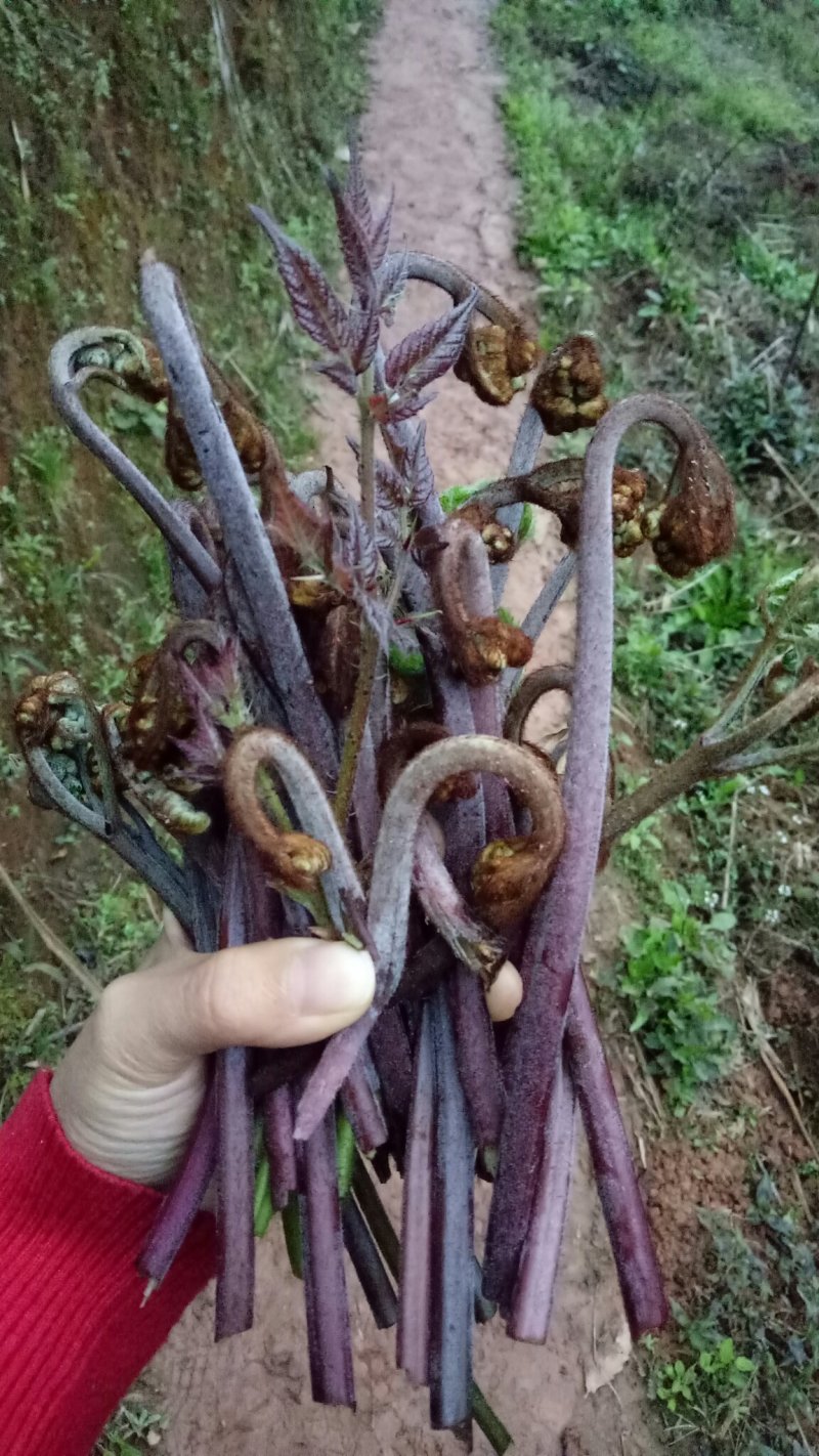 蕨苔