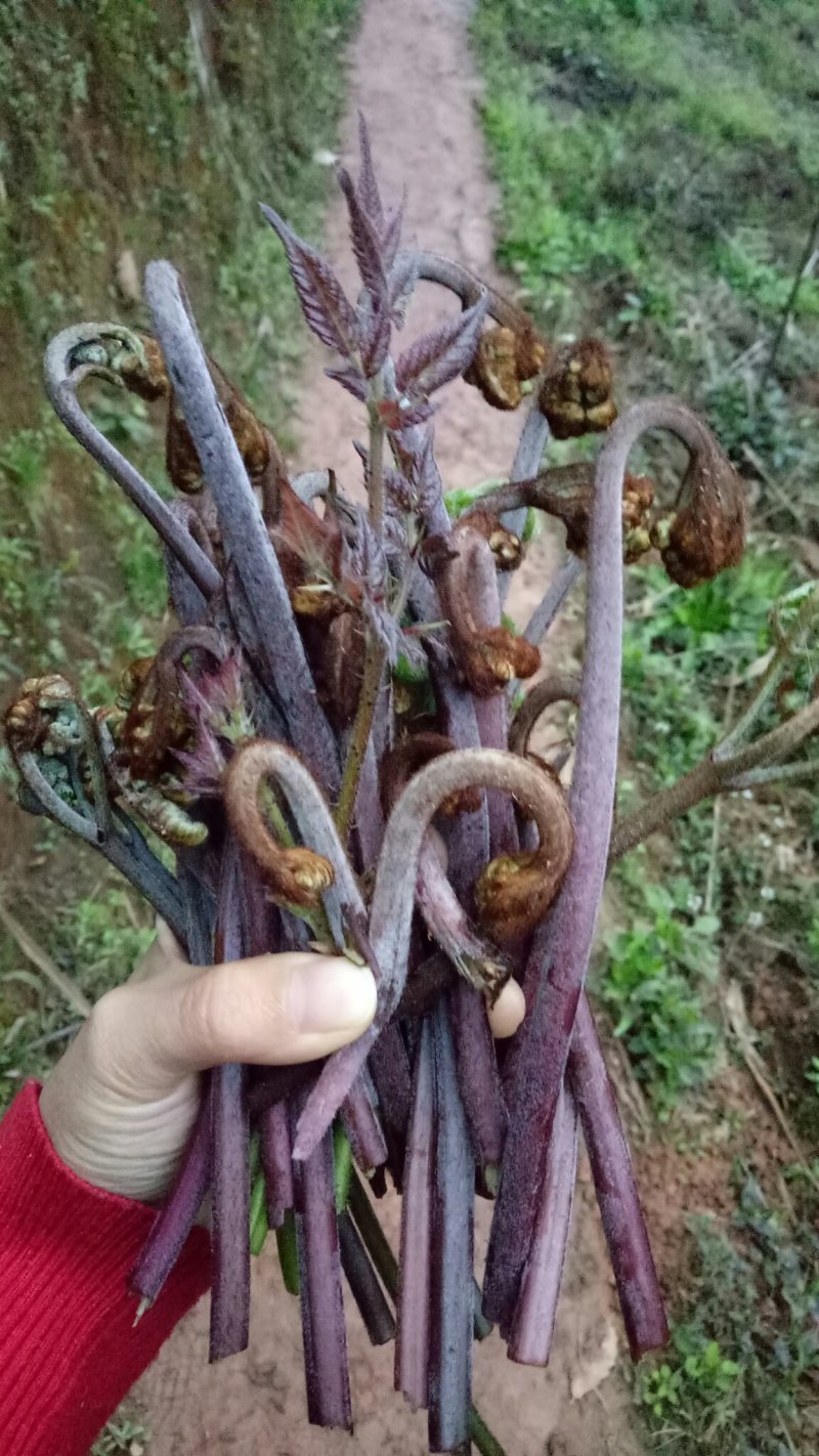 蕨苔