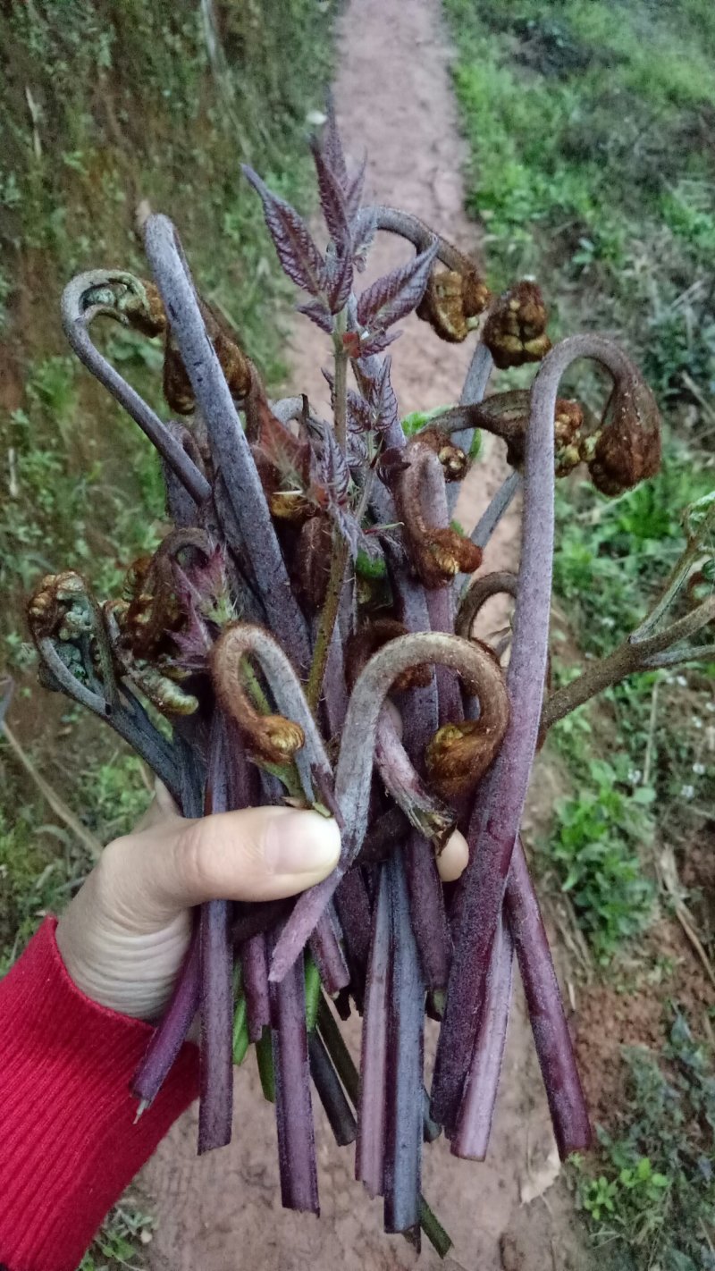 蕨苔