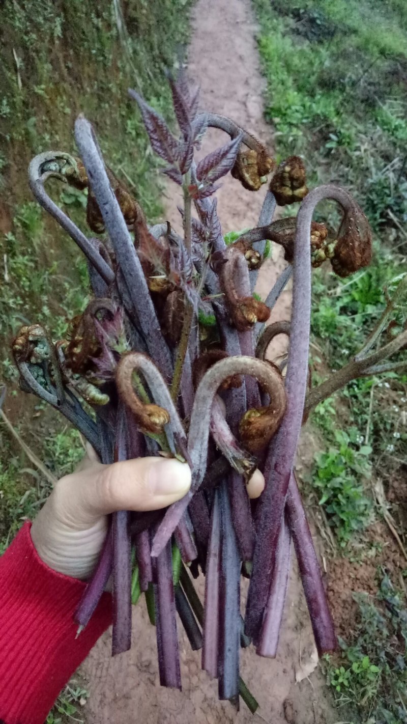 蕨苔
