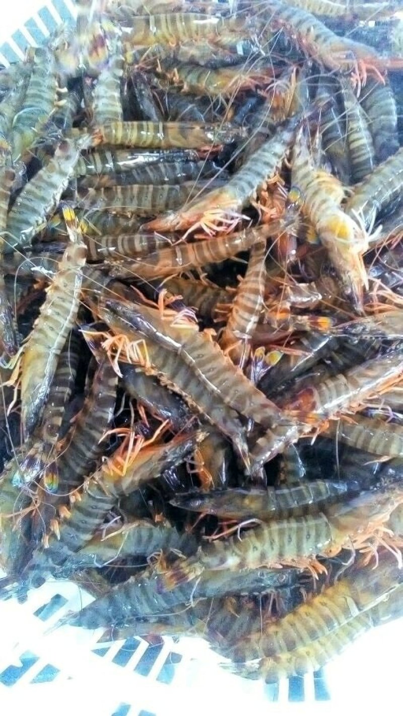 基围虾