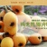 宜宾屏山新鲜五星大枇杷包邮非米易枇杷场地直发，新鲜直达