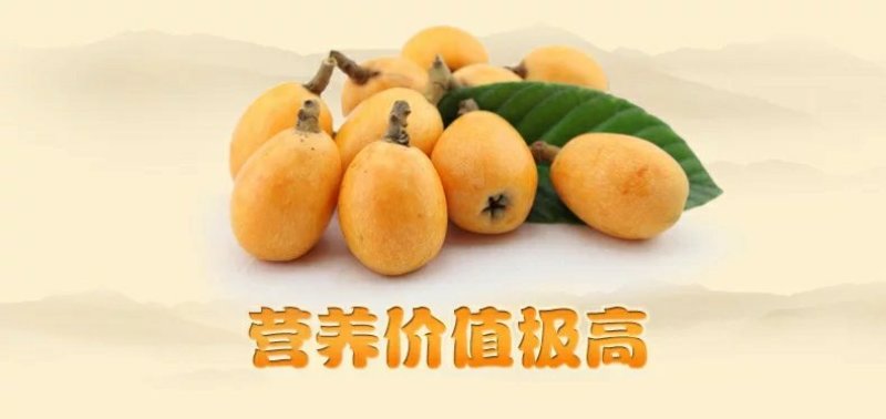 宜宾屏山新鲜五星大枇杷包邮非米易枇杷场地直发，新鲜直达