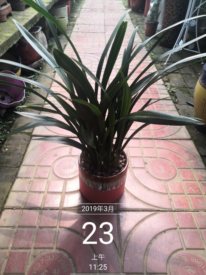 兰花默兰花清香默花香四溢一盆688小盆288