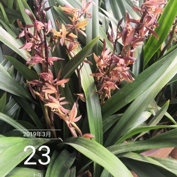 兰花默兰花清香默花香四溢一盆688小盆288
