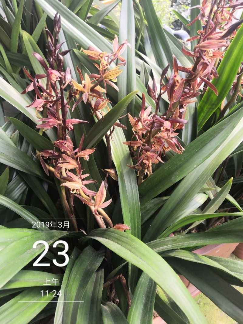 兰花默兰花清香默花香四溢一盆688小盆288