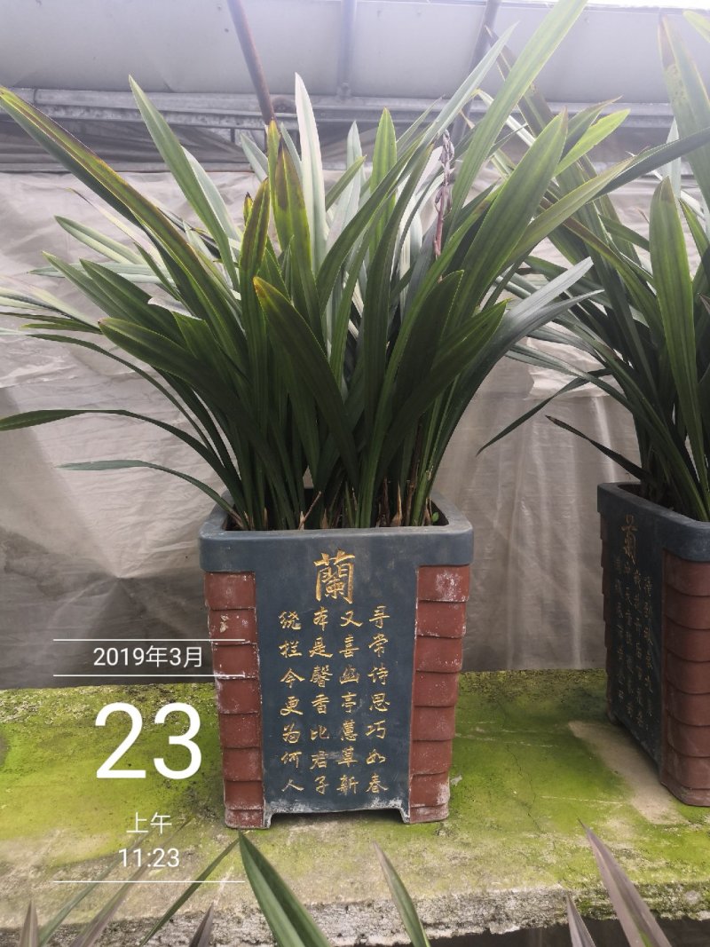 兰花默兰花清香默花香四溢一盆688小盆288