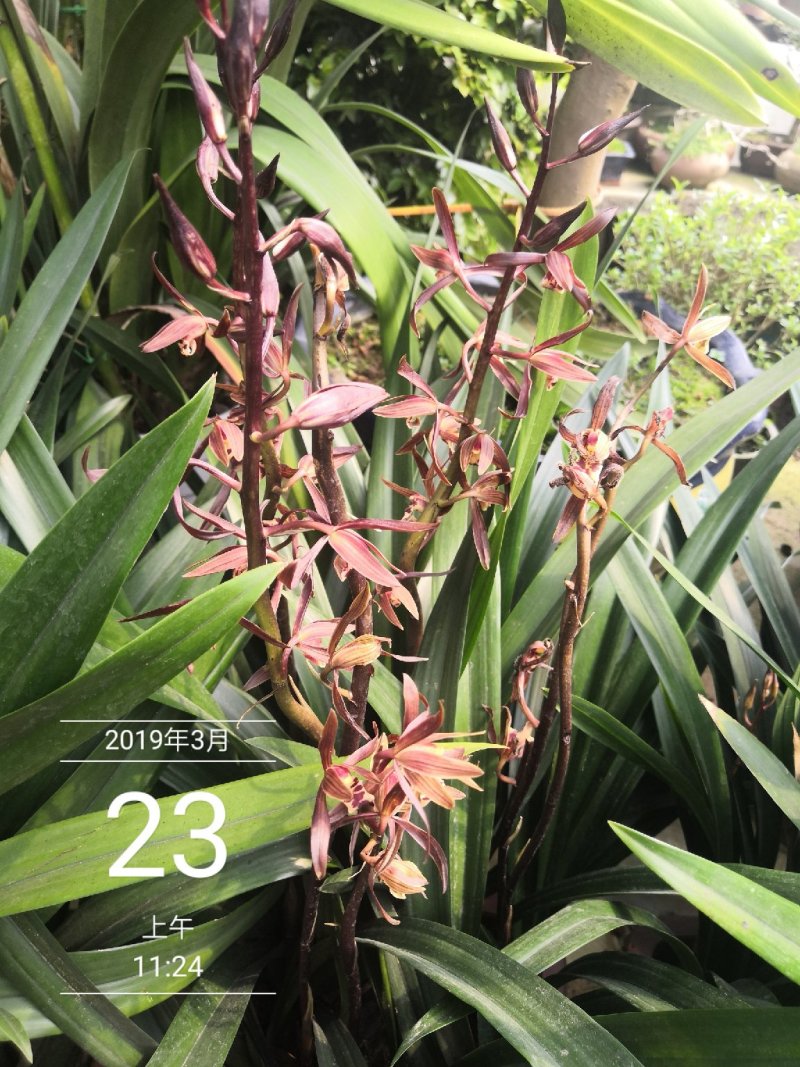 兰花默兰花清香默花香四溢一盆688小盆288