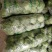 山东单县大量供应软甘蓝，包菜，袋装散装都有货，代发全国！
