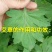 纯叶(全叶)艾叶粉，全年生产，现货供应，