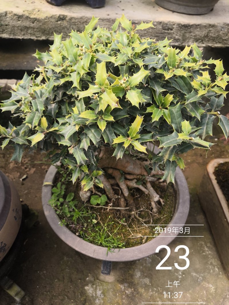 无刺枸骨观赏盆景一盆1800顺丰发货