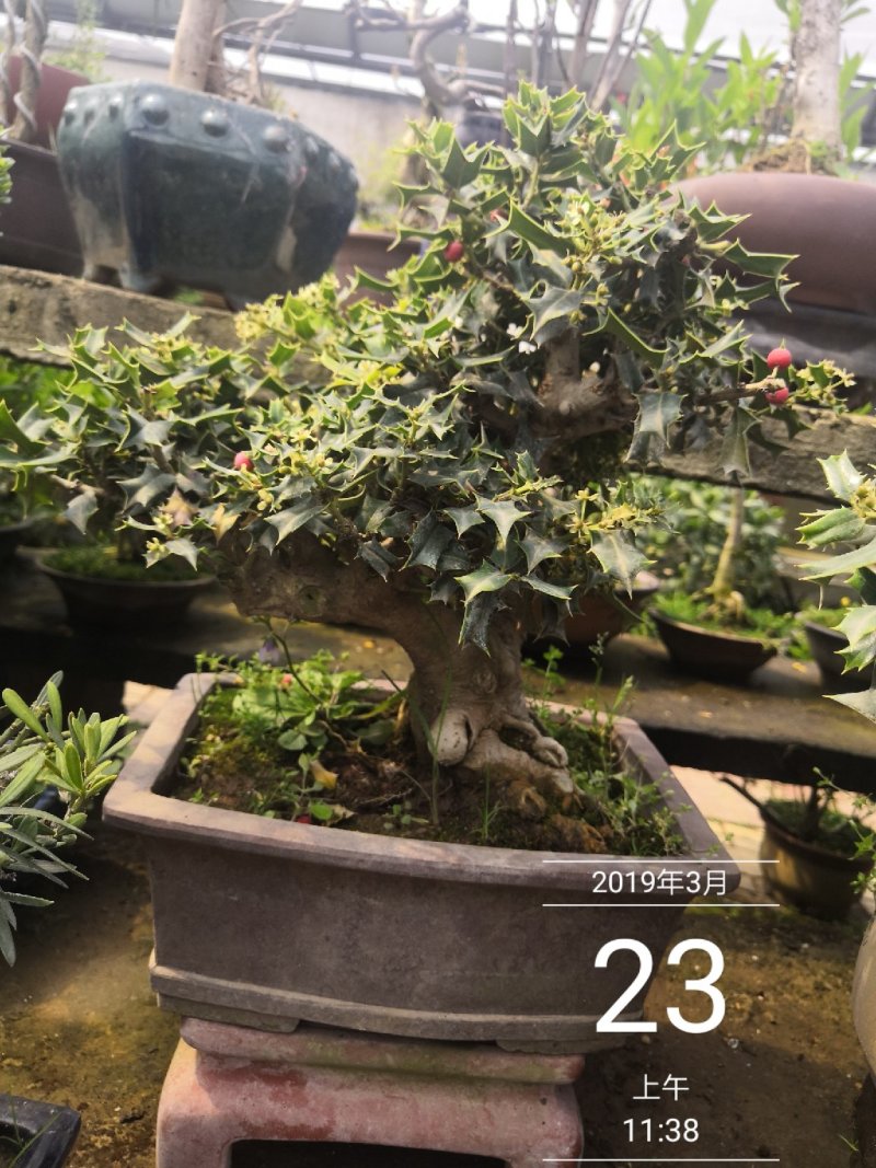 无刺枸骨观赏盆景一盆1800顺丰发货