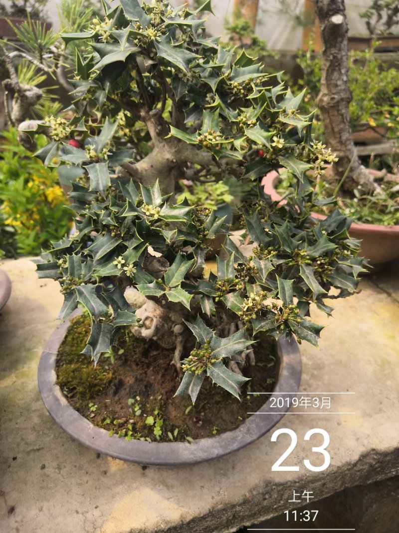 无刺枸骨观赏盆景一盆1800顺丰发货