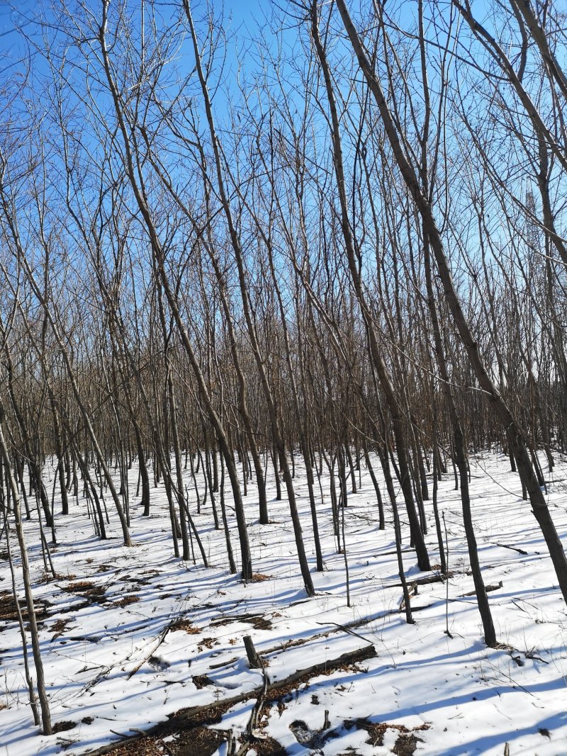 出售6公分刺槐圃地货！沈阳本溪锦州抚顺货源