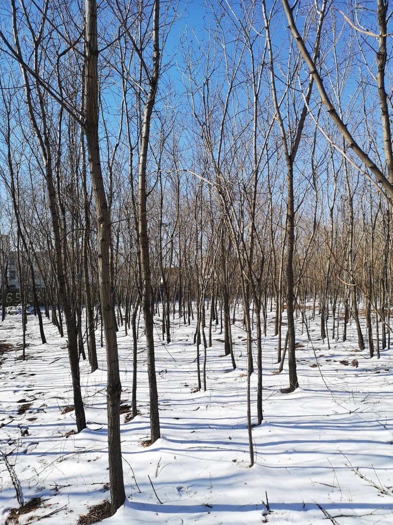 出售6公分刺槐圃地货！沈阳本溪锦州抚顺货源