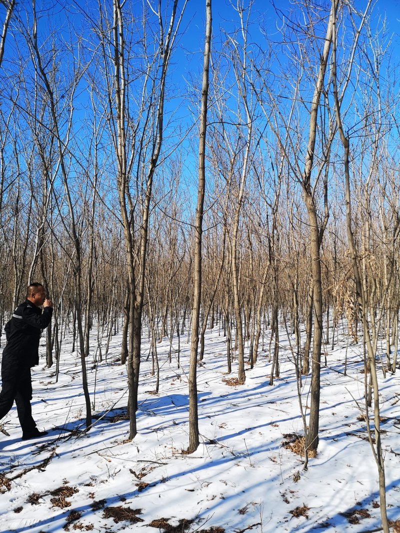 出售6公分刺槐圃地货！沈阳本溪锦州抚顺货源