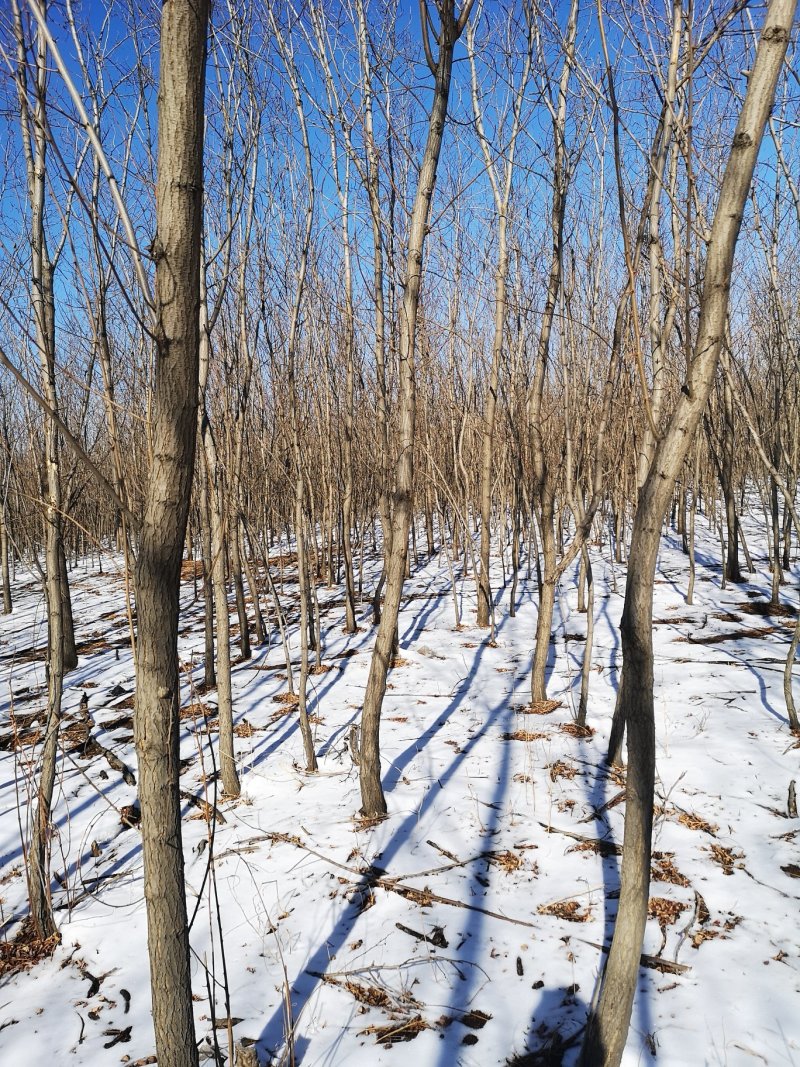 出售6公分刺槐圃地货！沈阳本溪锦州抚顺货源