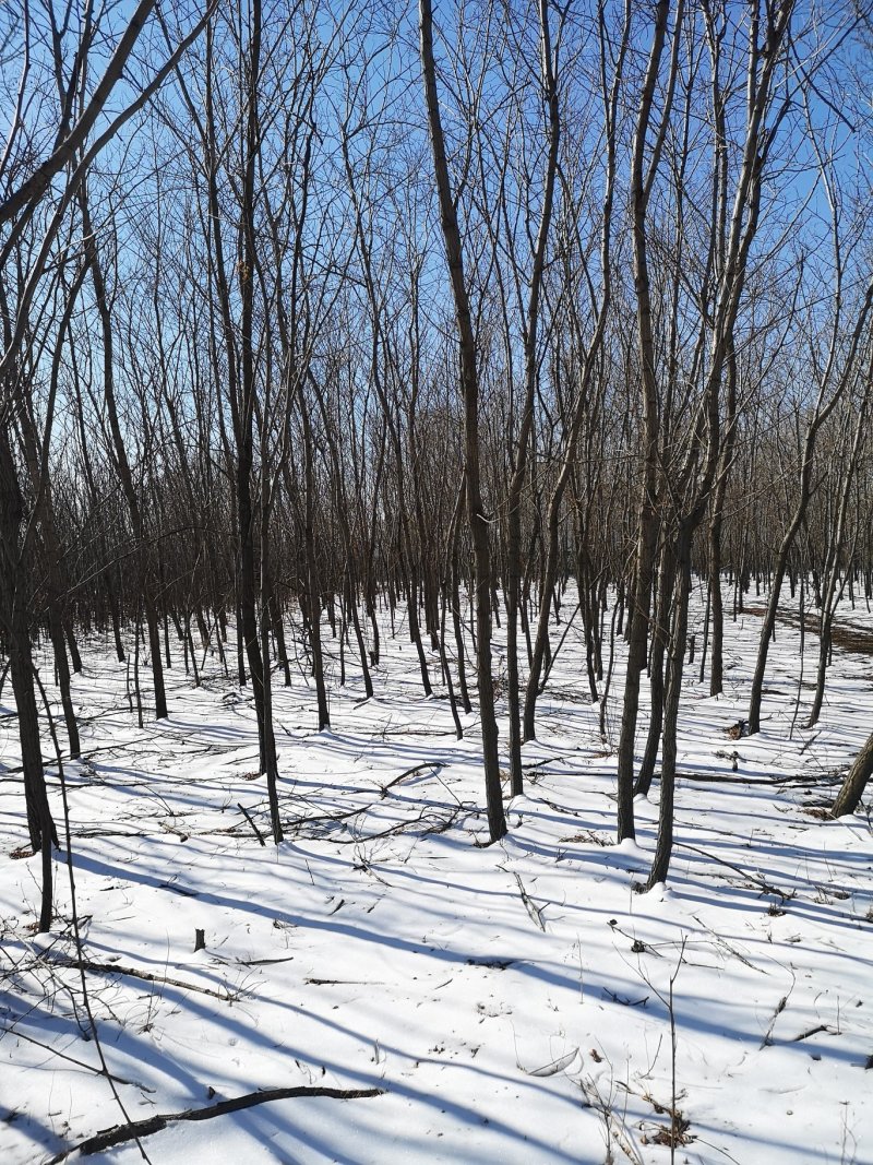 出售6公分刺槐圃地货！沈阳本溪锦州抚顺货源