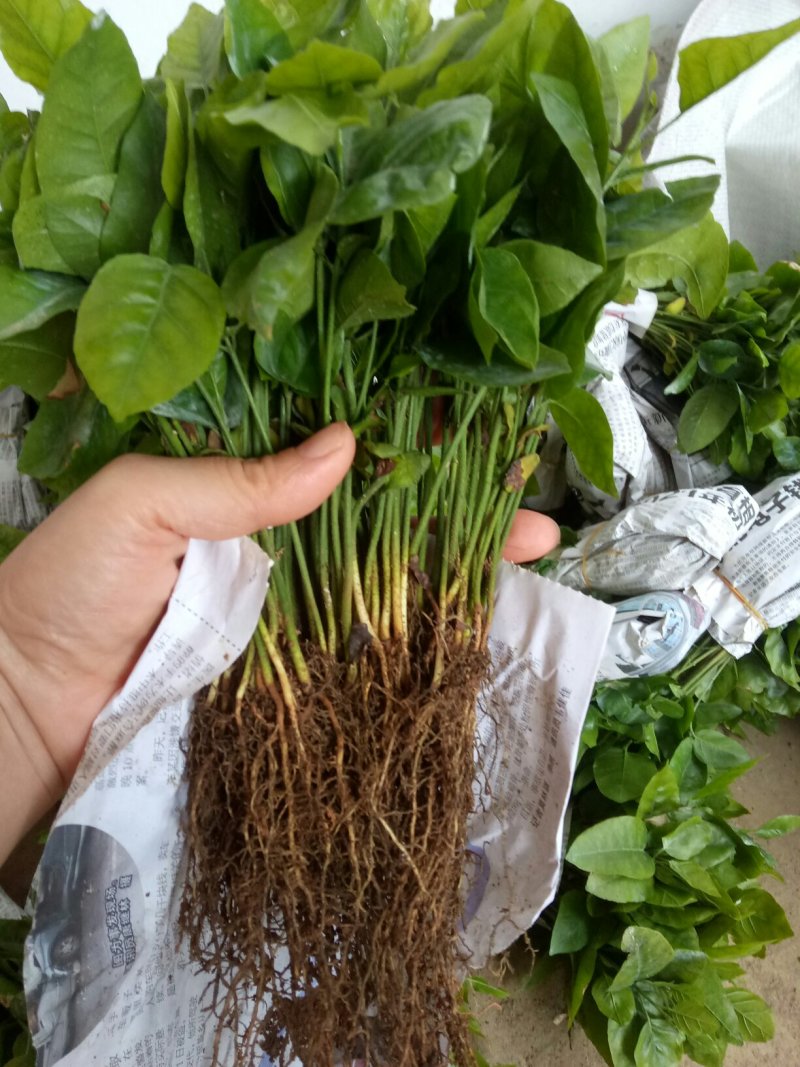 供应山黄皮果苗黄皮果小苗黄皮芽苗包邮