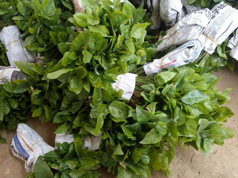 供应山黄皮果苗黄皮果小苗黄皮芽苗包邮