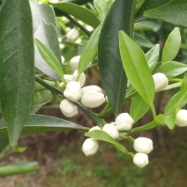 自然环保，无污染的地方种出来的陈皮，欢迎各老板前来采购