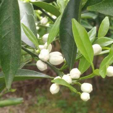 自然环保，无污染的地方种出来的陈皮，欢迎各老板前来采购