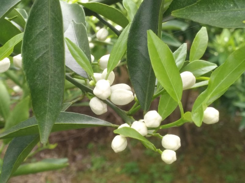 自然环保，无污染的地方种出来的陈皮，欢迎各老板前来采购