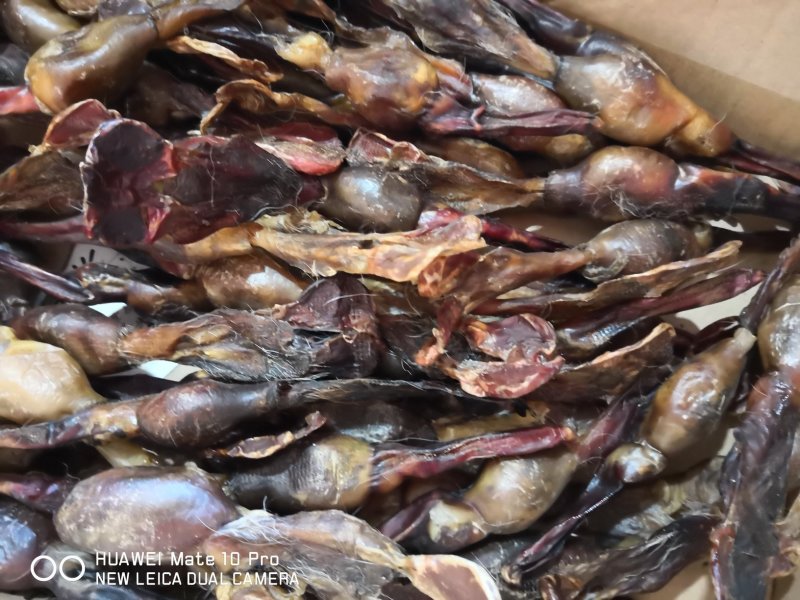 狗鞭中药材干货2个起包邮量大从优