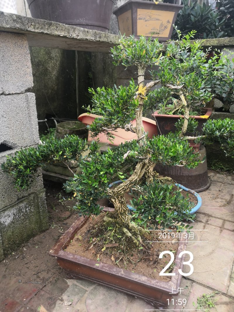 雀舌黄杨观赏盆景黄杨古树包邮5800