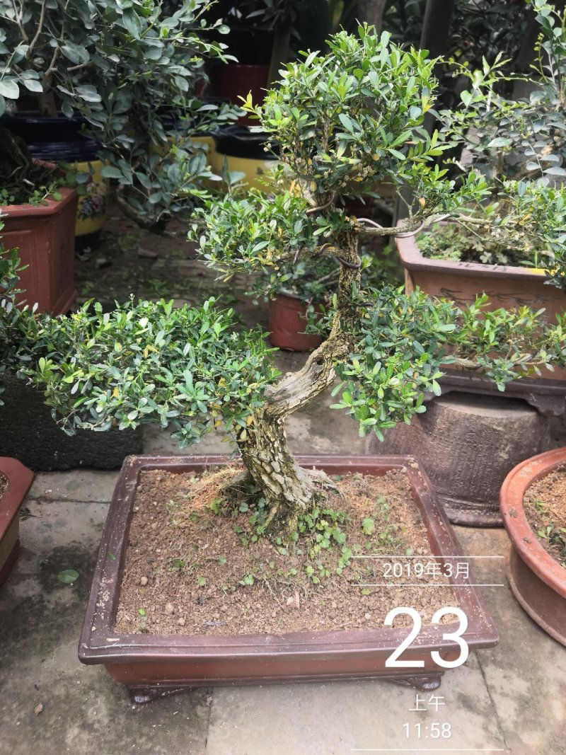 雀舌黄杨观赏盆景黄杨古树包邮5800