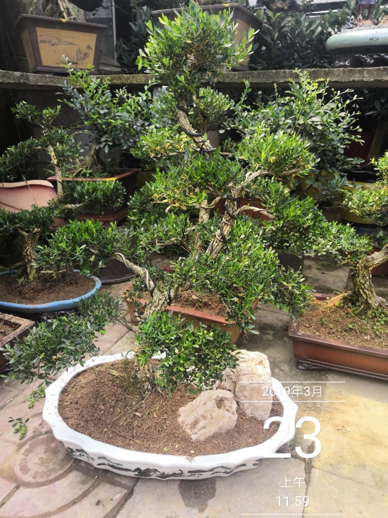 雀舌黄杨观赏盆景黄杨古树包邮5800