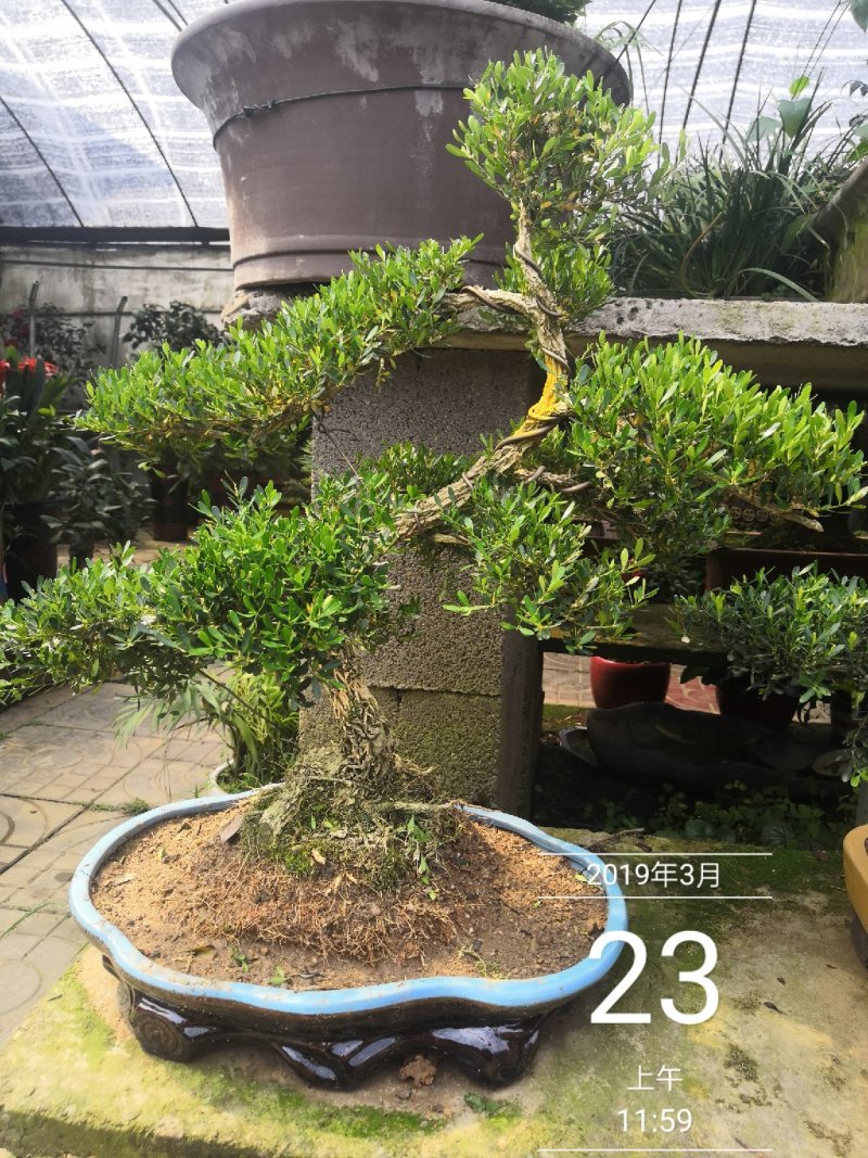 雀舌黄杨观赏盆景黄杨古树包邮5800