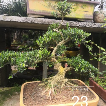雀舌黄杨观赏盆景黄杨古树包邮5800