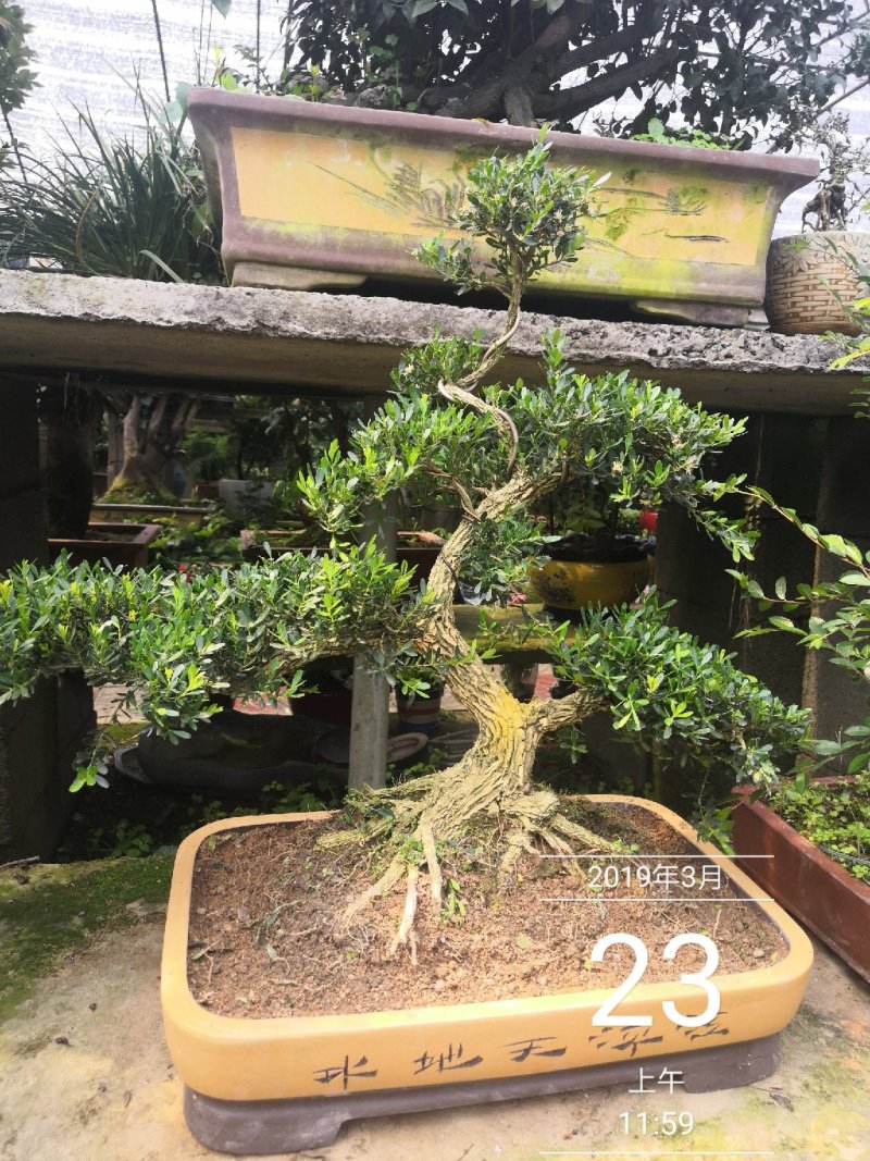 雀舌黄杨观赏盆景黄杨古树包邮5800