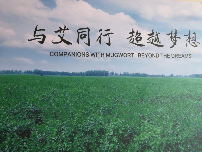 严选精选100目纯叶艾叶粉(中药材)