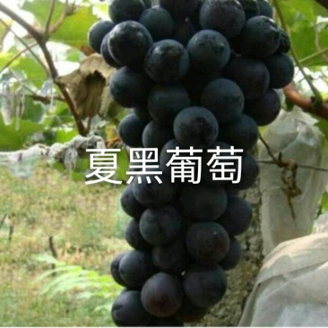 嫁接夏黑葡萄树苗