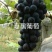 嫁接夏黑葡萄树苗