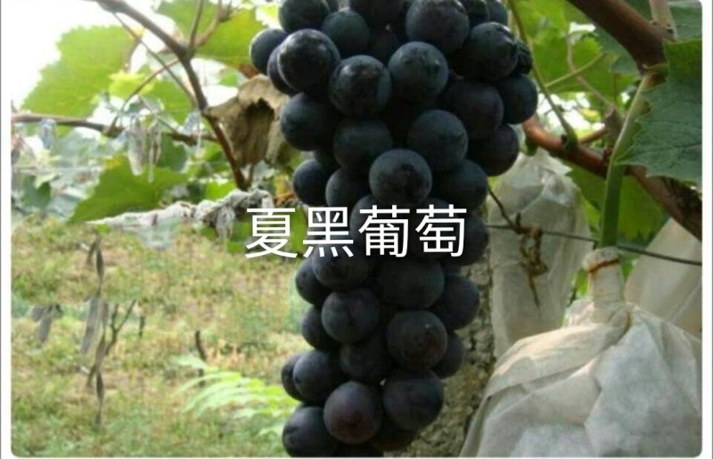 嫁接夏黑葡萄树苗