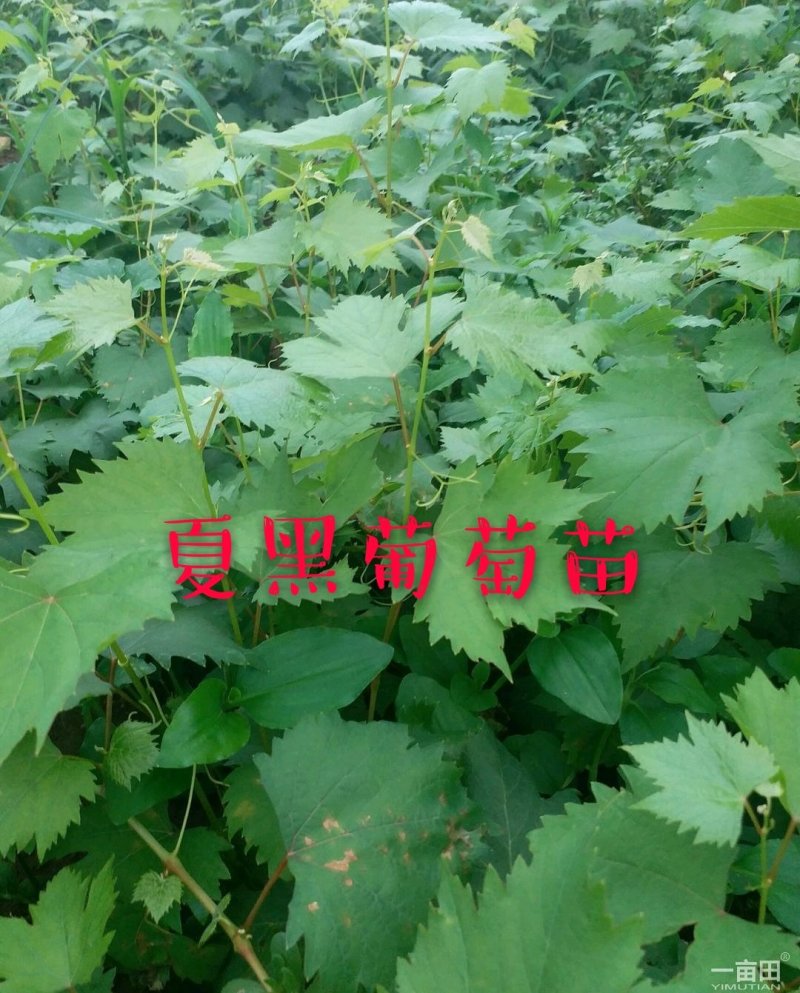 嫁接夏黑葡萄树苗