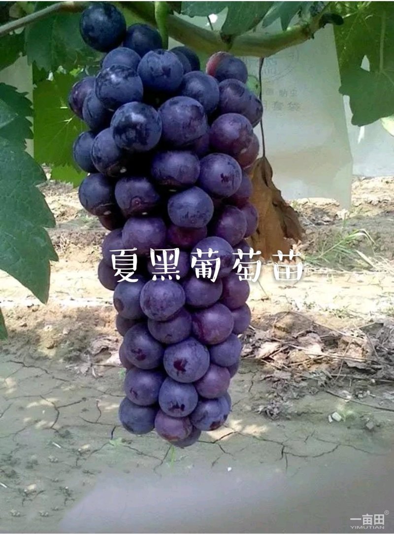 嫁接夏黑葡萄树苗