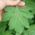 严选100目纯叶艾叶粉(中药材)