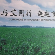 严选精选100目纯叶艾叶粉(中药材)