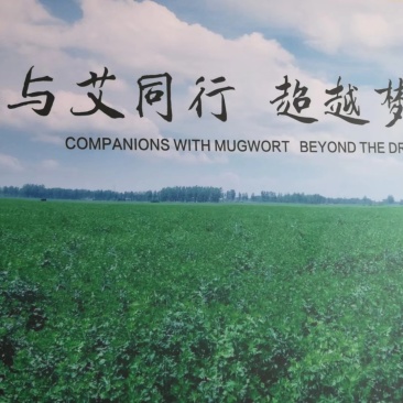 严选精选100目纯叶艾叶粉(中药材)